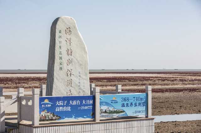 山东东营:黄河口旅游区湿地恢复见成效,渲染成"红地毯