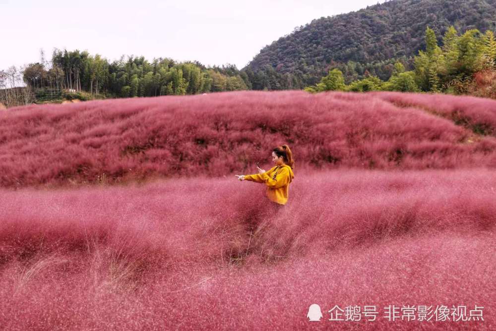 大别山上的"普罗旺斯",霍山船舱"粉色薰衣草"花海梦幻