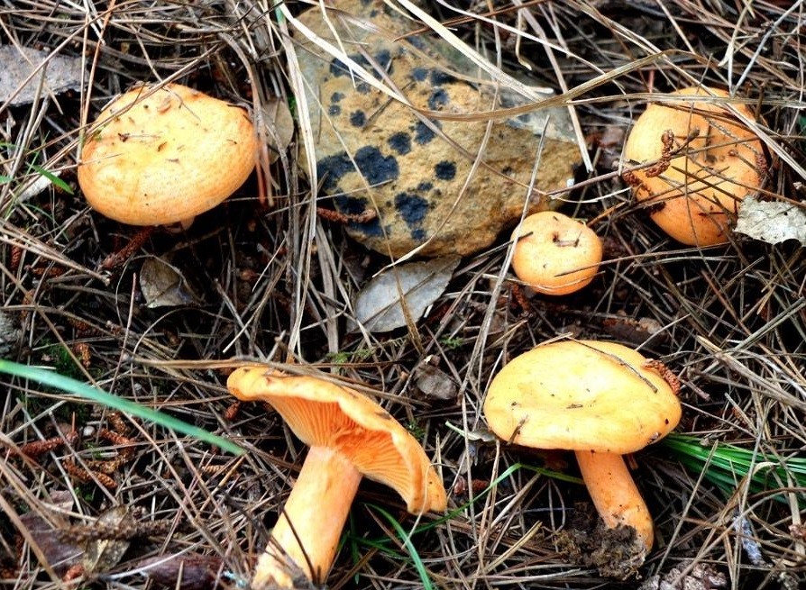 这种蘑菇是"野生菌之王",十分的珍贵,只长在松树林里