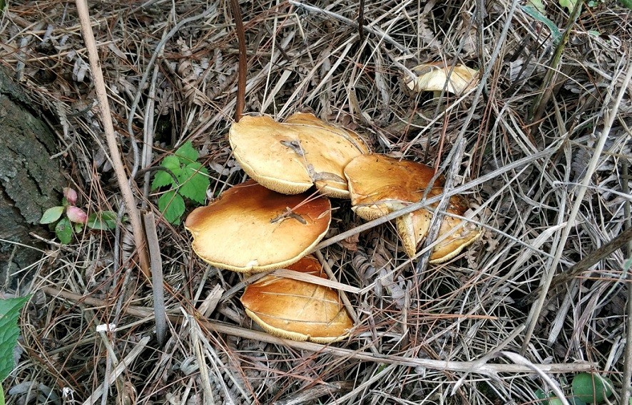 这种蘑菇是"野生菌之王",十分的珍贵,只长在松树林里