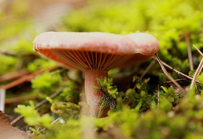 这种蘑菇是"野生菌之王",十分的珍贵,只长在松树林里
