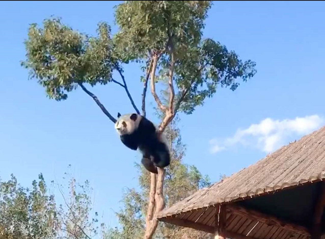 大熊猫被困在树枝上,挂在树上变成挂面:就不能找棵大点的树吗
