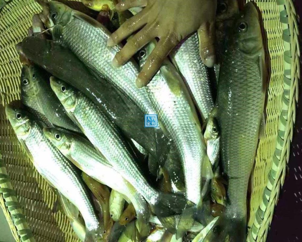 凤凰山溪流,原生态河流探钓石花鱼,收获200元一斤名贵