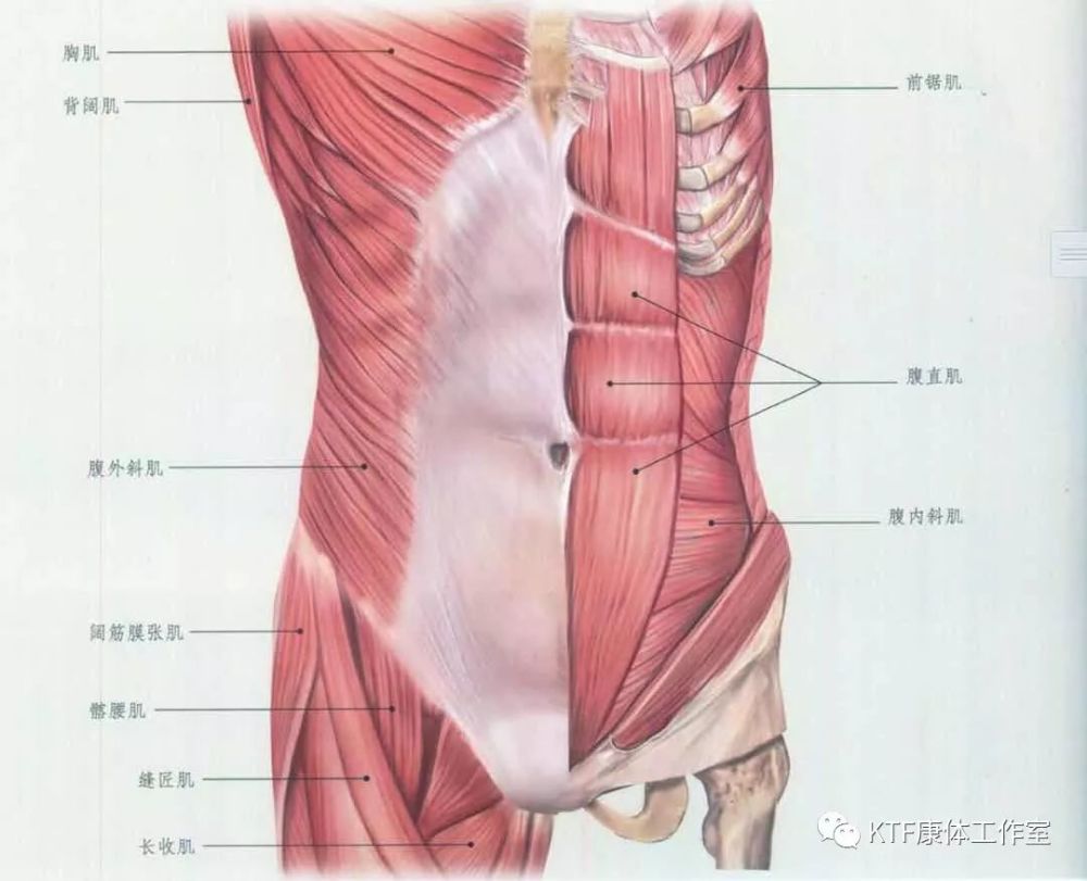 腹外斜肌:这块肌肉起源于第五肋骨,知道第十二肋骨,在髂嵴,腰背筋膜