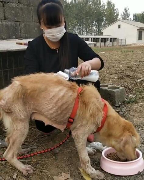 流浪狗狗饿的骨瘦如柴,喂狗狗吃了半块干馒头,狗狗感激的流眼泪