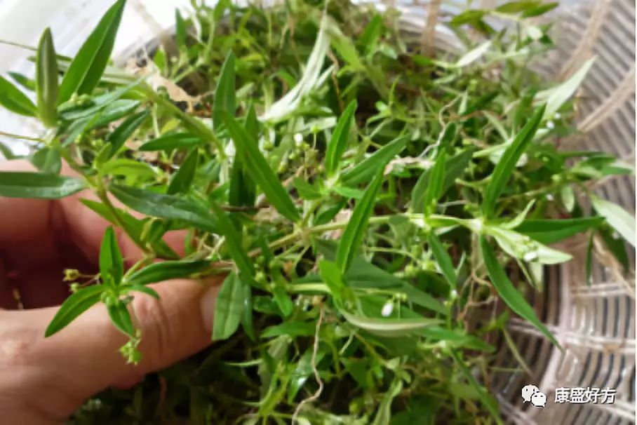 中医中药治疗晚期肺癌的特效方法