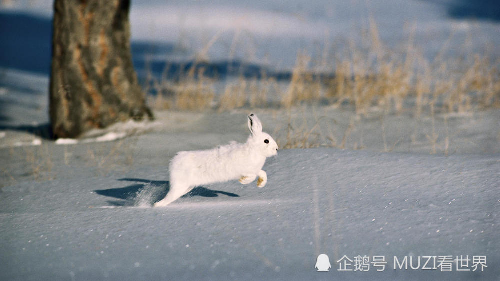 全球最萌兔子:和雪地一样的颜色,奔跑时速达到64公里!