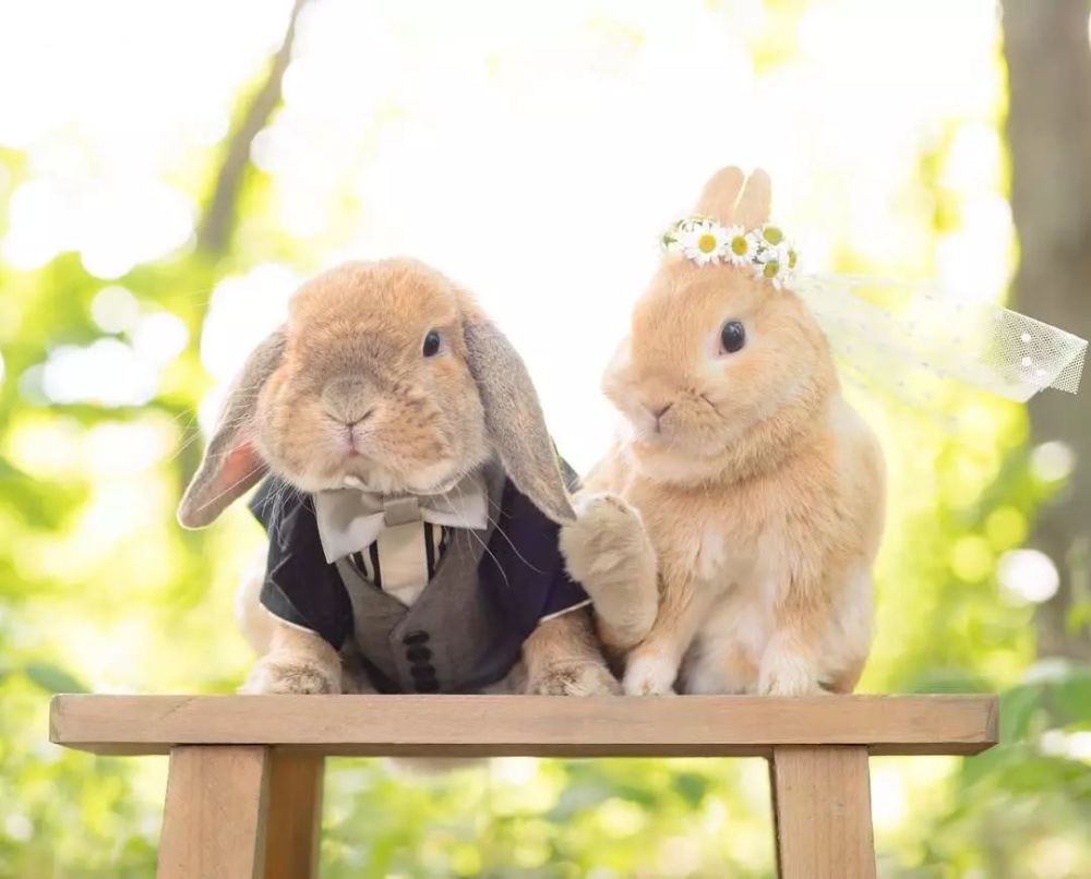 看摄影师如何拍宠物,让它成为世界上最可爱的兔子!