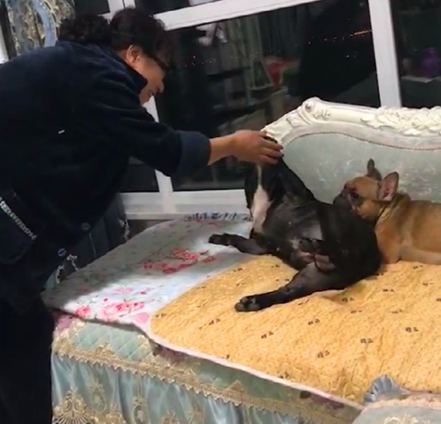 婆婆逗黄狗玩,黑狗吃醋挡黄狗面前撒娇,黑狗:我要独得