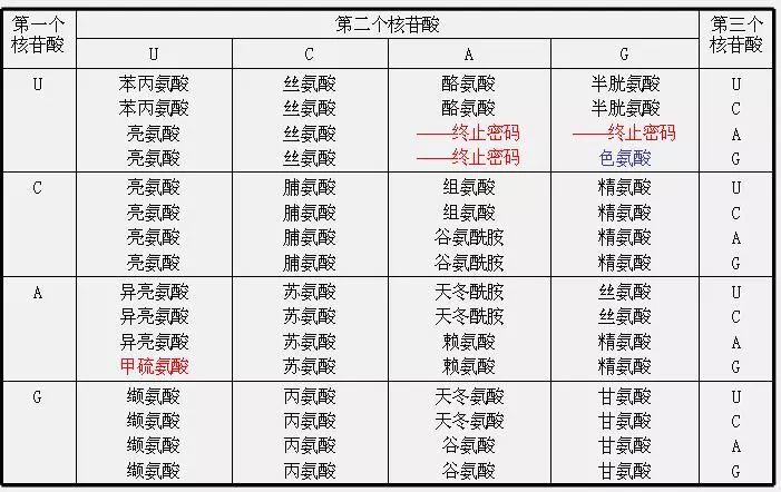 结果表明dna分子在0代显示重密度(hh),1代全部为中等密度(hl),2代