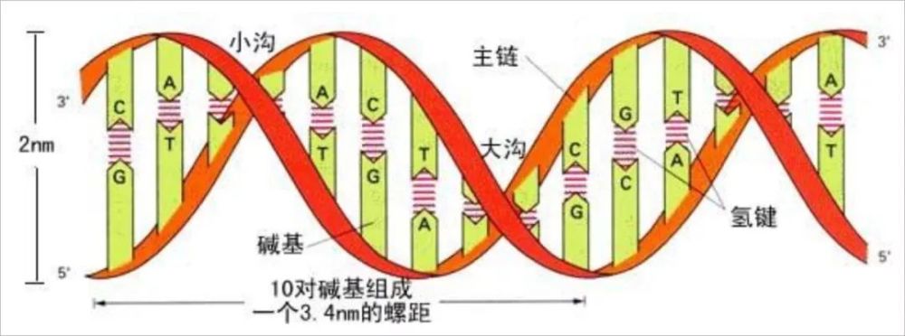 dna简史:遗传物质的发现之旅——纪念dna双螺旋结构发现66周年