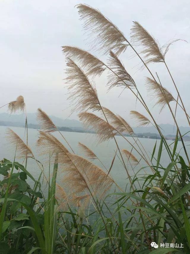 【聊城草木记】蒹葭苍苍