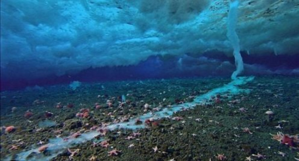 它才是海底中最恐怖的杀手,所有遇到它的生物,除了死亡别无选择