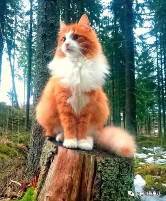 "一只长得像狐狸的挪威森林猫"