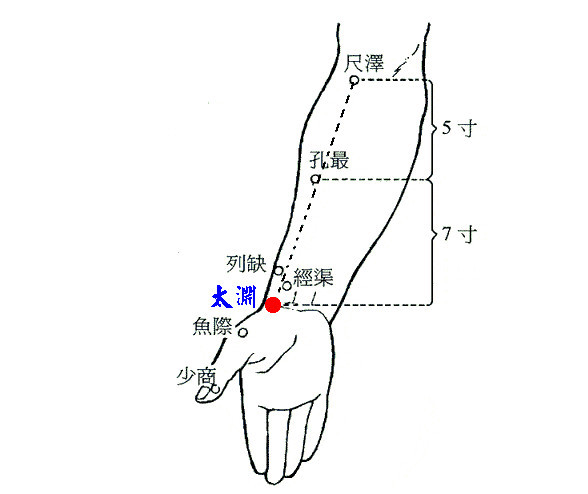 五输穴之少商鱼际与太渊,经渠尺泽肺相连