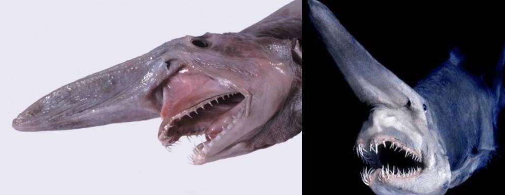 海底惊现怪物,竟是"变异"的鱼,比鲨鱼更凶残!
