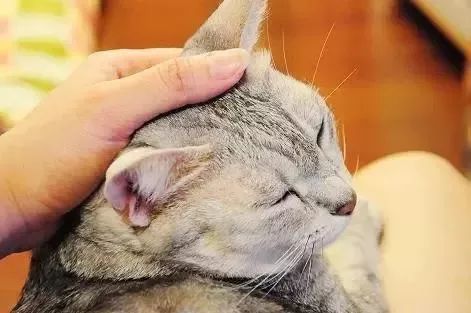 猫咪后脑勺这么可爱,撸猫会导致猫咪脱发秃头吗?
