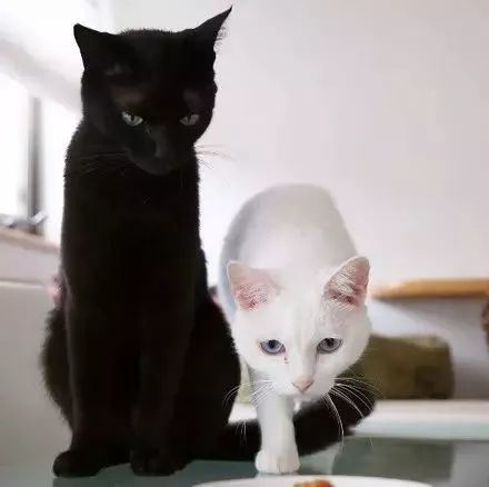 网友养了一只黑猫和白猫,这黑白配真是帅呆了,大家快来吸!
