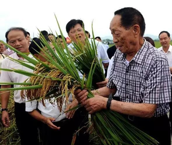 "杂交水稻之父"袁隆平要来兴安盟,为了