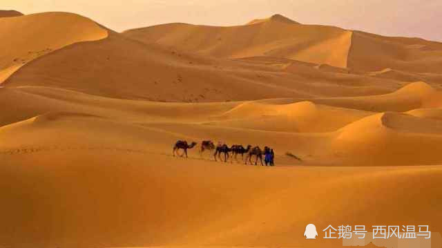 最近爆红的土嗨歌曲《沙漠骆驼》,网友:这首歌