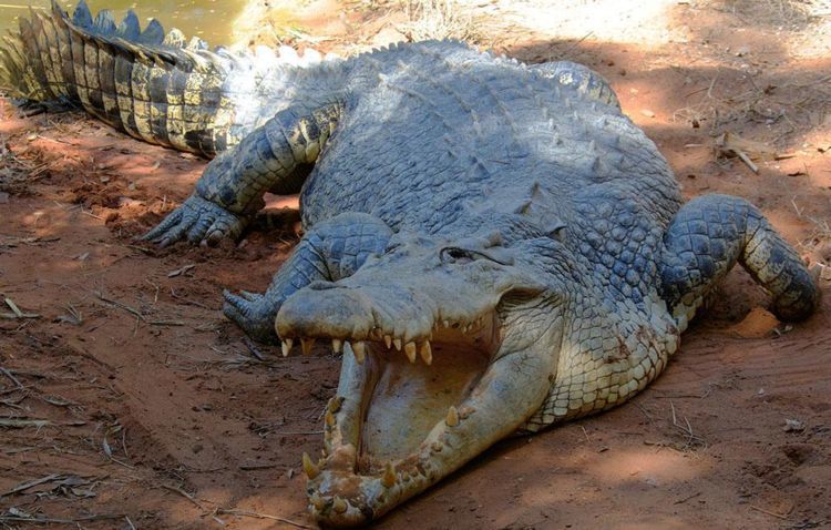 科莫多巨蜥对阵澳大利亚湾鳄,你说谁的胜算大