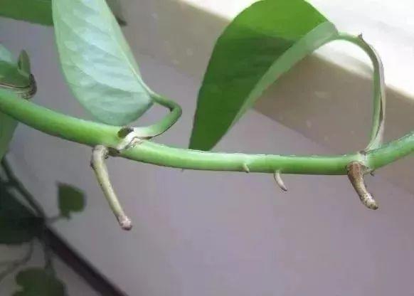 绿萝春天最容易扦插,5种方法随便选,栽土里就生根