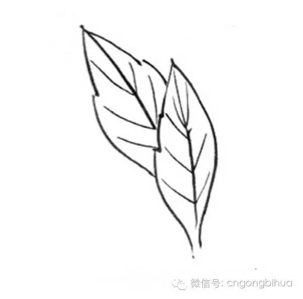 工笔白描大丽花单片叶子 5,单片叶子的形态