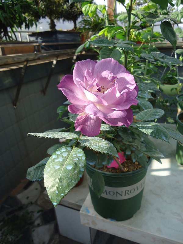 这种木本花卉 漂亮得像假花 一年四季开花 花香四溢 值得拥有 看点快报