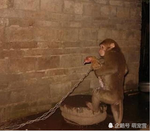 猴子总把小鸡抱在怀里,人们了解到实情后,纷纷感到心酸!