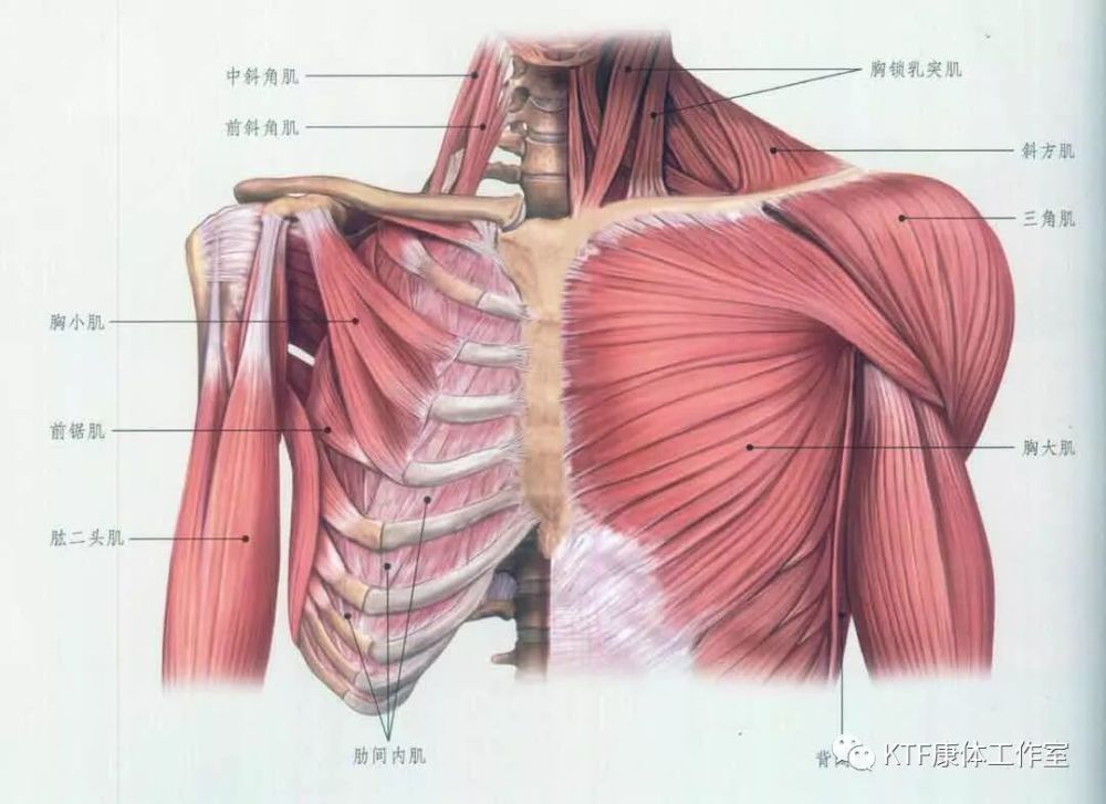 前束:起始于锁骨的第三末梢,并于肱骨三角肌处嵌入,在那里它与另外两
