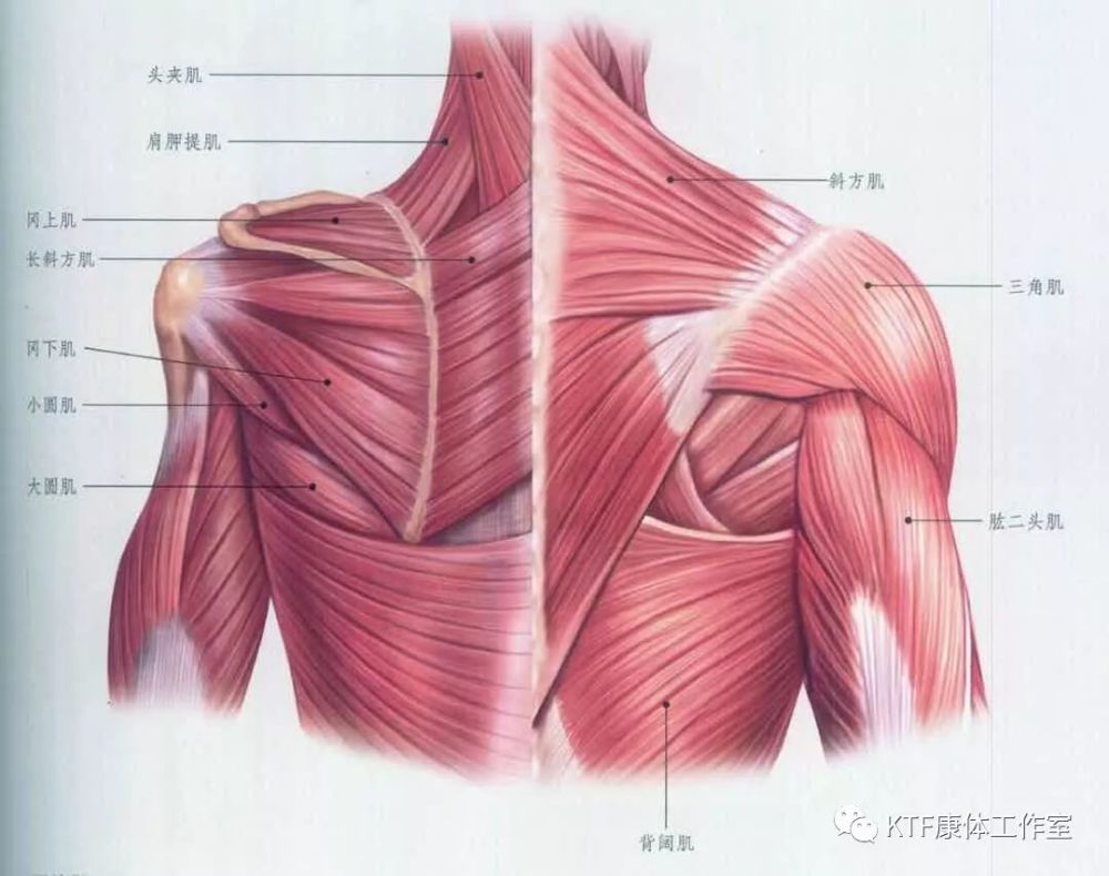 详细肌肉拉伸教程四:肩胸部拉伸 01 肩部及胸部肌群解剖图 三角肌