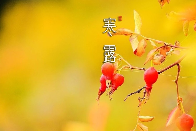 寒露三候菊始黄华,这3生肖金气纵横,终要发财