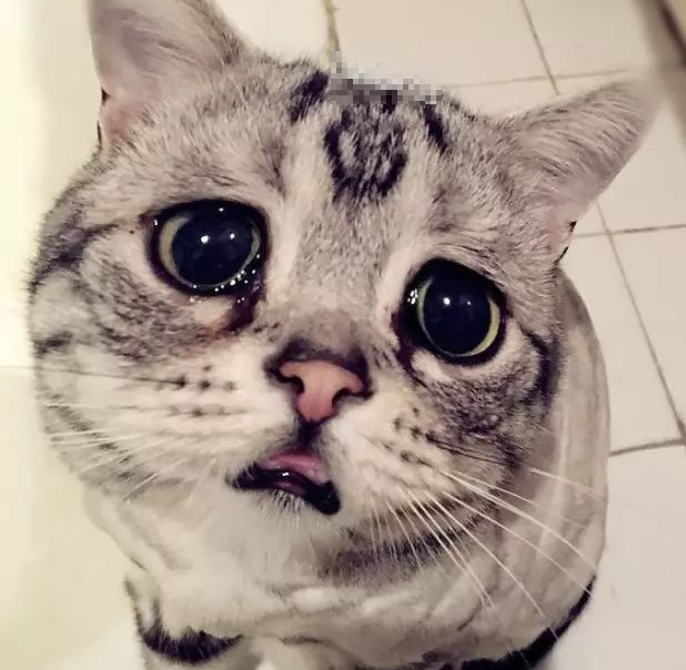 猫咪午睡,在它身上放了一堆"老鼠",结果它的反应笑喷了