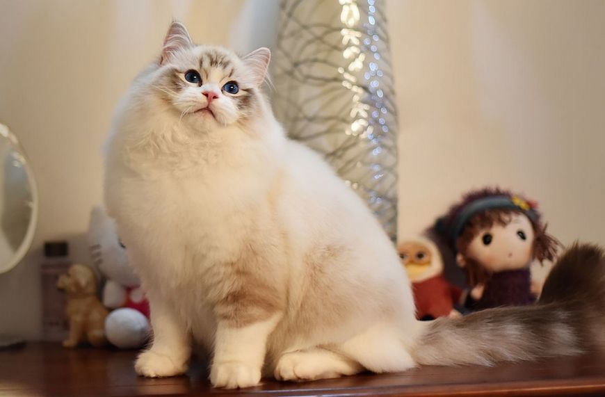 喵星人,布偶猫,狸花猫