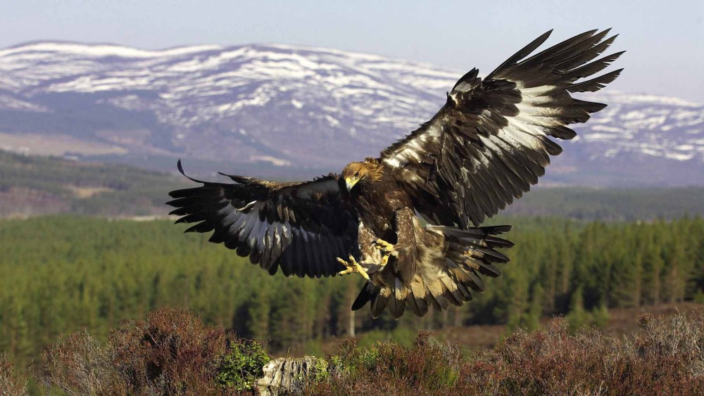 体型最大的老鹰,翅展达7米,曾在天空中主宰了上百万年