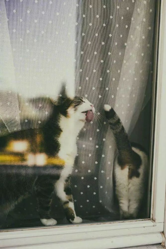 如果有一天,喵星人学会了摄影