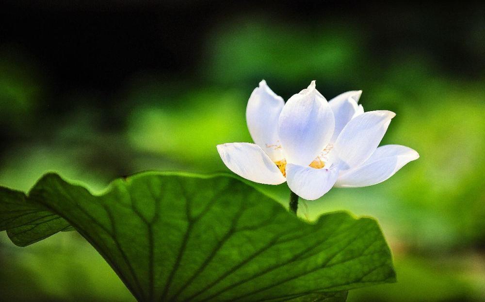 莲花伴菩提,明月照禅心