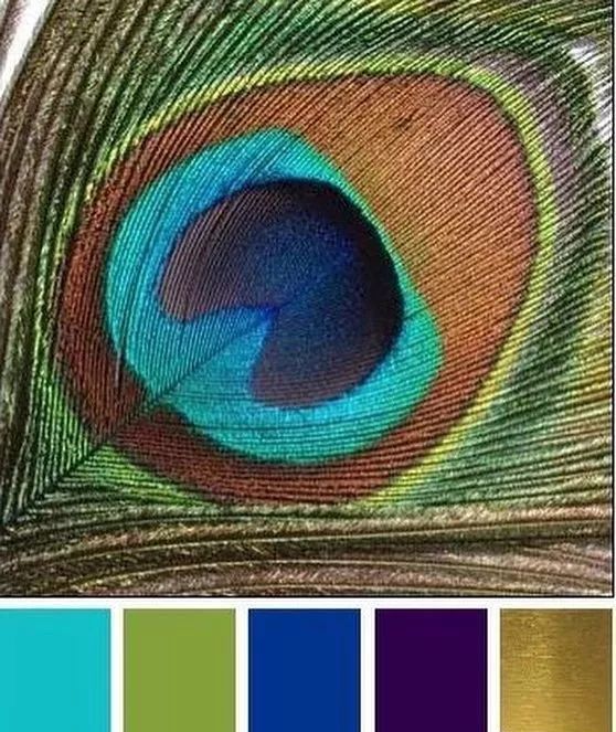 色彩:孔雀绿,孔雀蓝,孔雀紫,漂亮的孔雀色颜色搭配