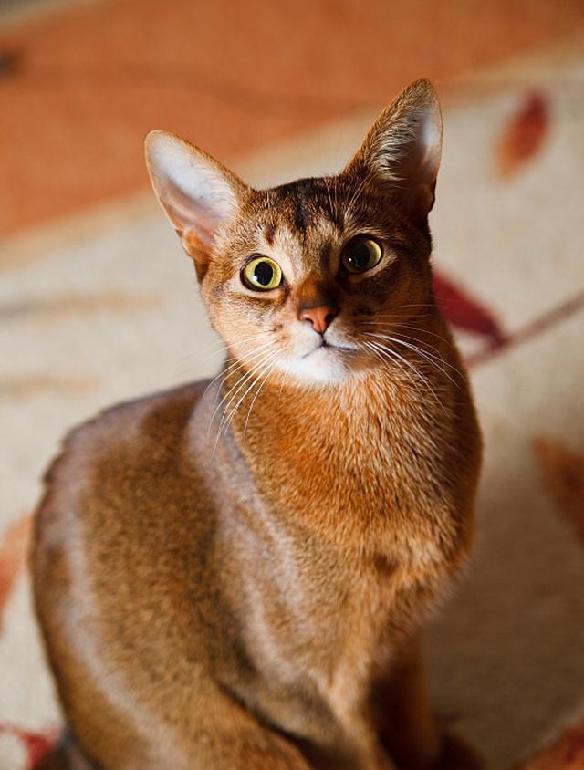 金棕色的阿比西尼亚猫