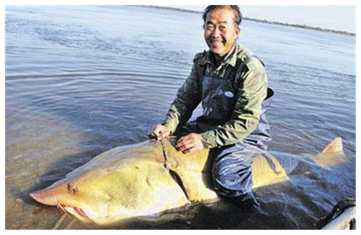 东北有淡水鱼中最大的胖子,一条能超2千斤,放食堂能吃