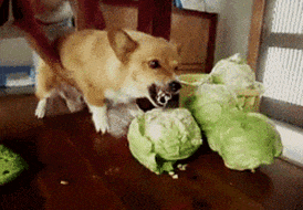 搞笑gif:看到这个你会想起什么