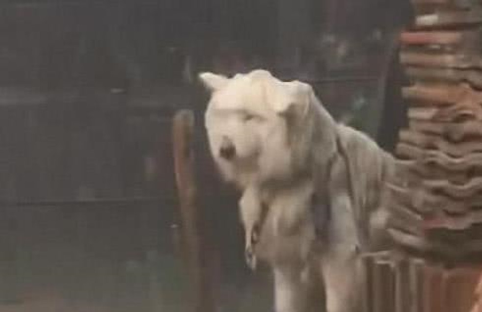 萨摩耶被拴在路边,一连五天都淋雨,狗狗:倒了八辈子霉
