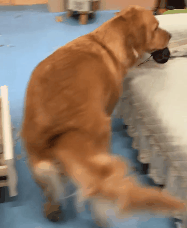 金毛,金毛犬,狗狗,汪星人,萌宠