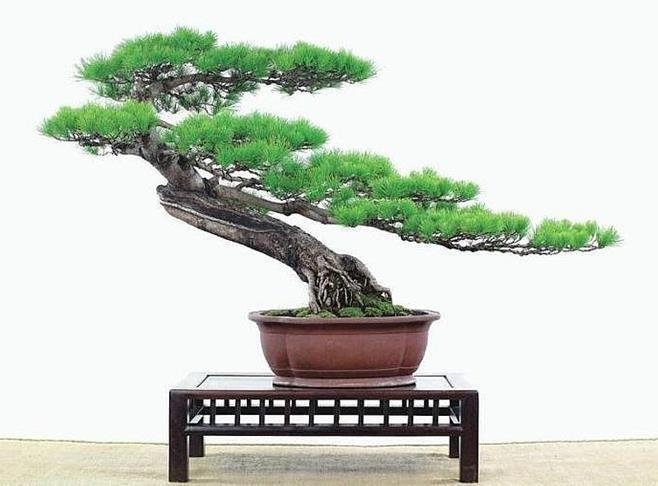 这么漂亮的松树盆景是谁设计的?造型千姿百态,真是太有才了!