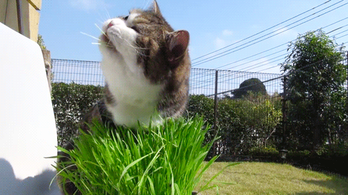 养猫人家的一大难题,绿植花卉和猫咪之间,有它没我,有