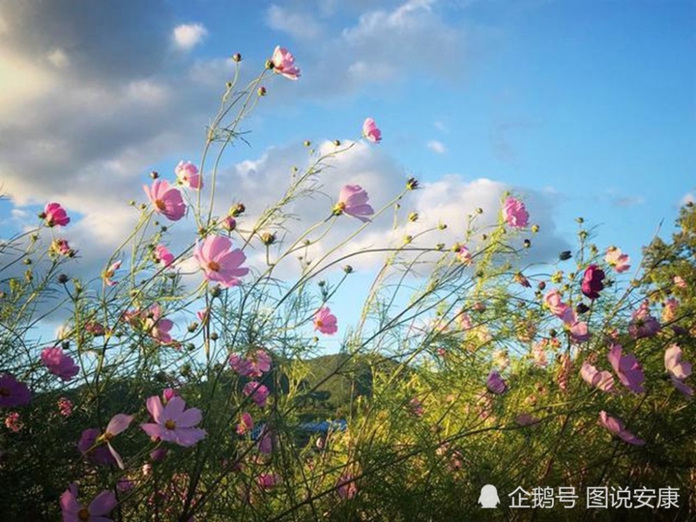 格桑花,安康,微信朋友圈