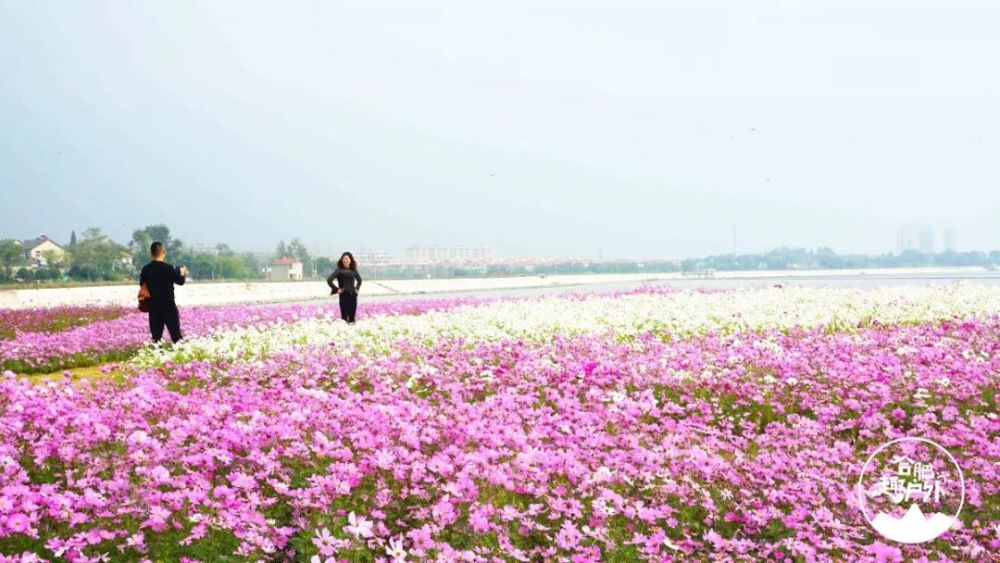 合肥惊现28600平米格桑花海!景美人少还免费,周末走起!