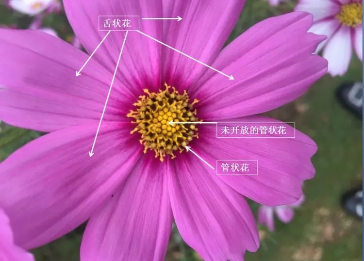 外围像一片片花瓣的叫舌状花,通常是8朵;中央的黄色"花芯"叫管状花,有