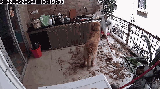 就是私房钱嘛不就是身份证嘛不就是撞坏了一辆兰博基尼嘛狗子没在怕的