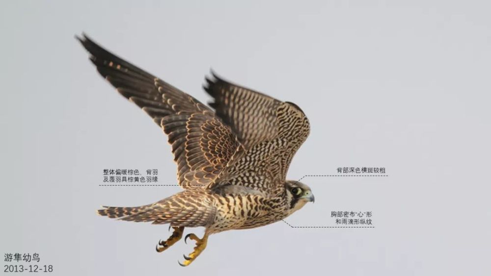 动物野趣 上海的隼